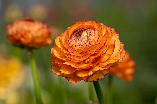 Unlock the Beauty of Cut Flowers: A Beginner's Guide to Growing from Seeds