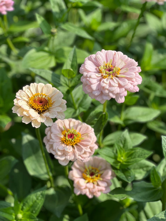 Growing Zinnias from seed