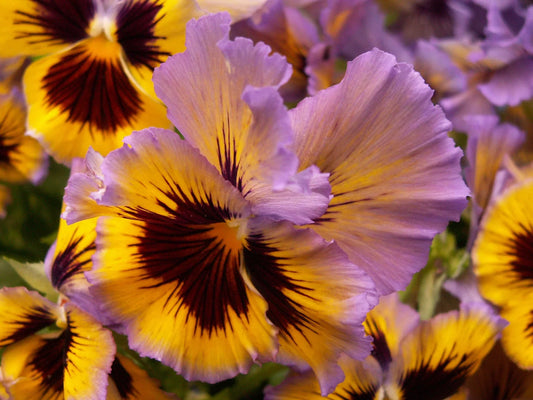 Choosing the Best Pansy Varieties for Your Early Spring Garden