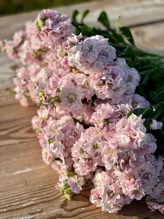 How to Grow Stock (Matthiola incana) - A Guide for Florists and Gardeners - therapyofflowers.com