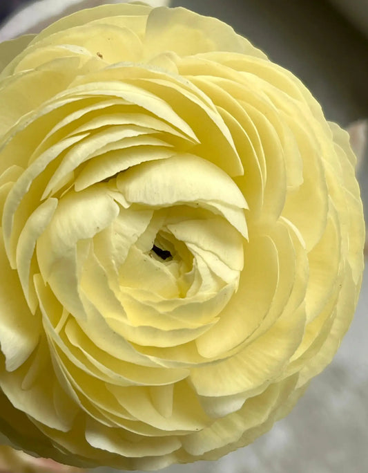 Persian Buttercups or Ranunculus asiaticus