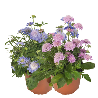 Scabiosa japonica | Pincushion Flower