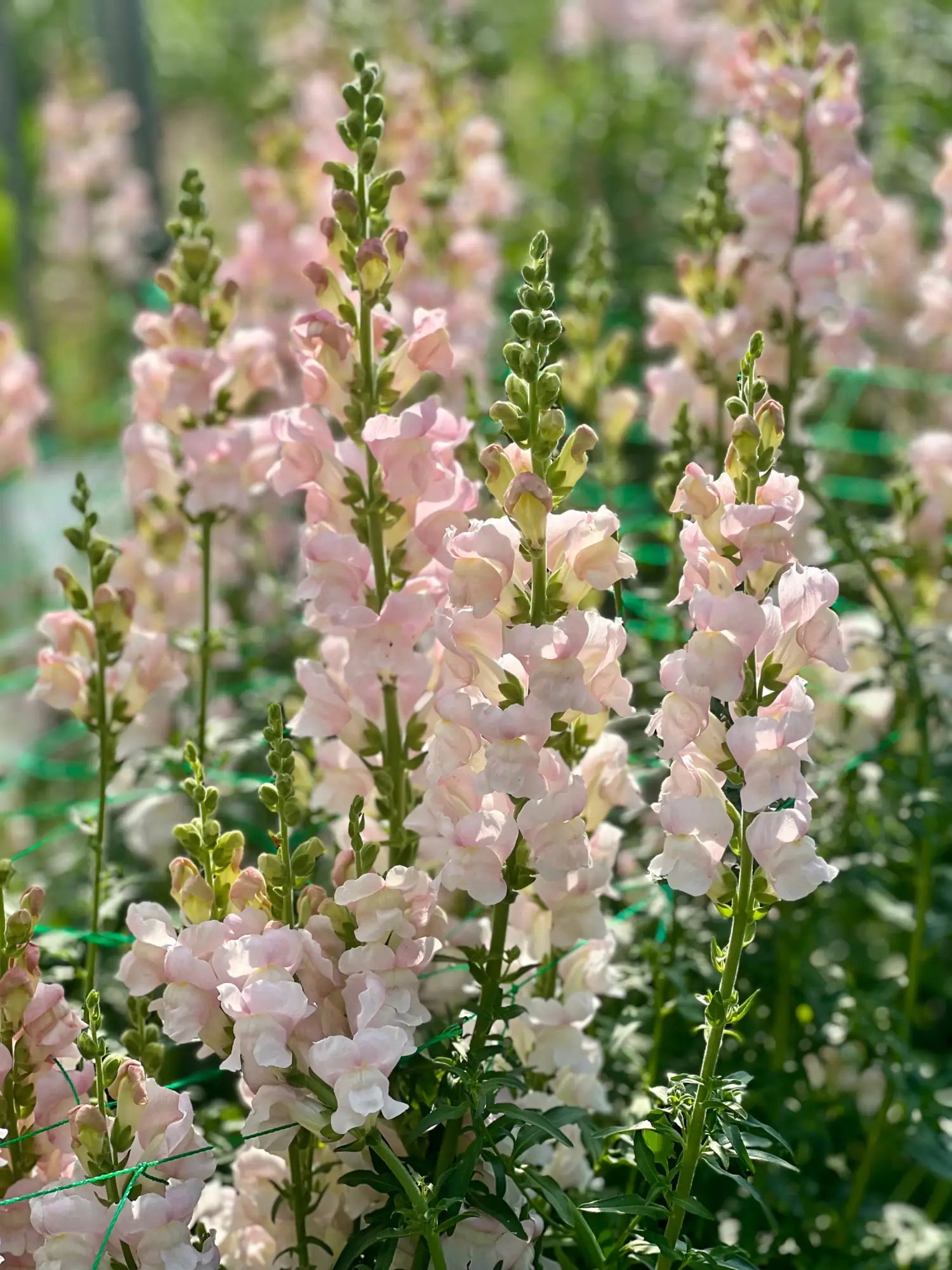 Antirrhinum majus | Snapdragon