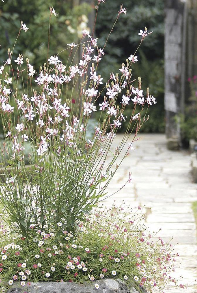 Gaura lindheimeri | Bee Blossom