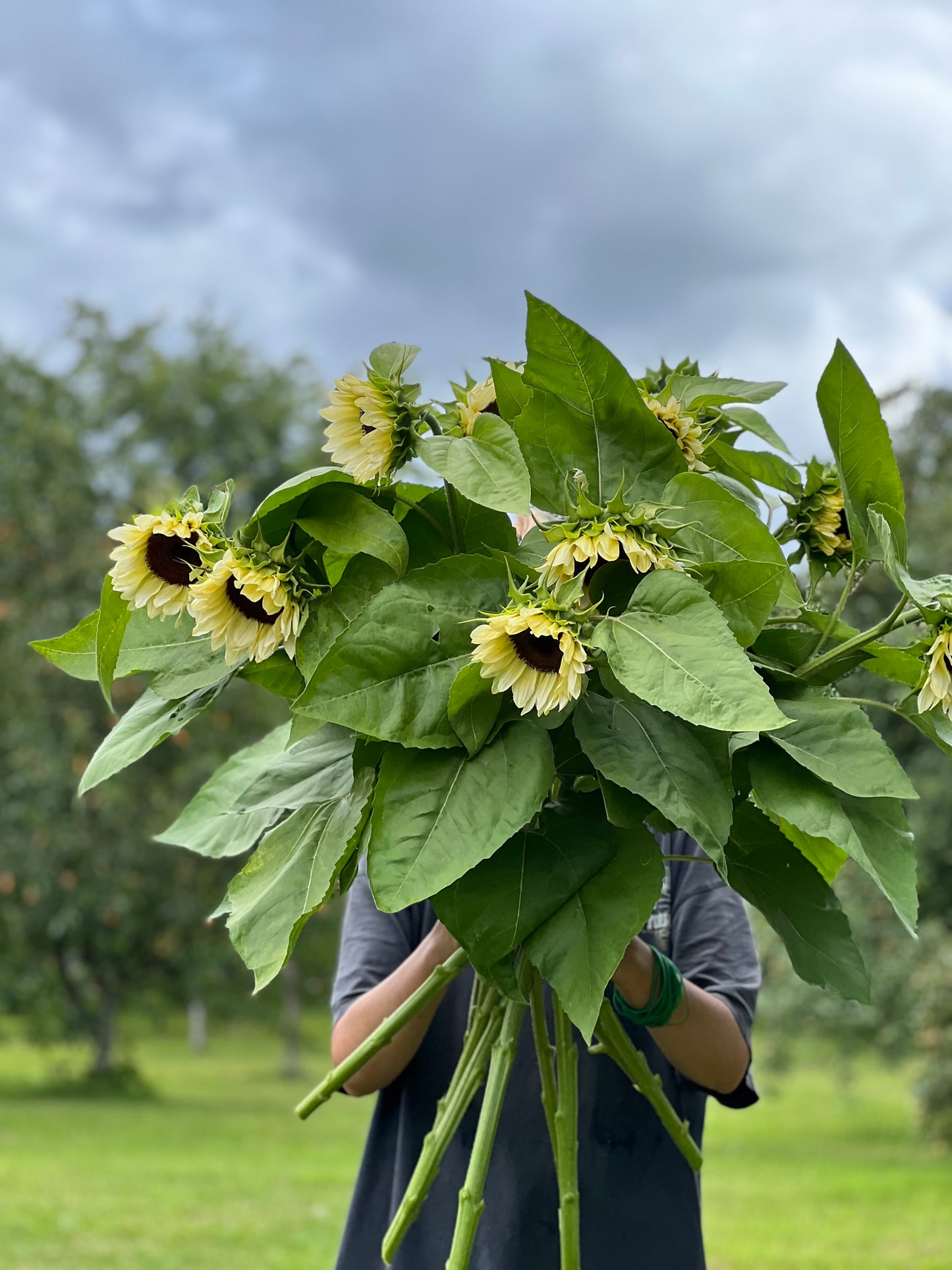 Saulespuķes ProCut® White Nite F1 | Helianthus annuus