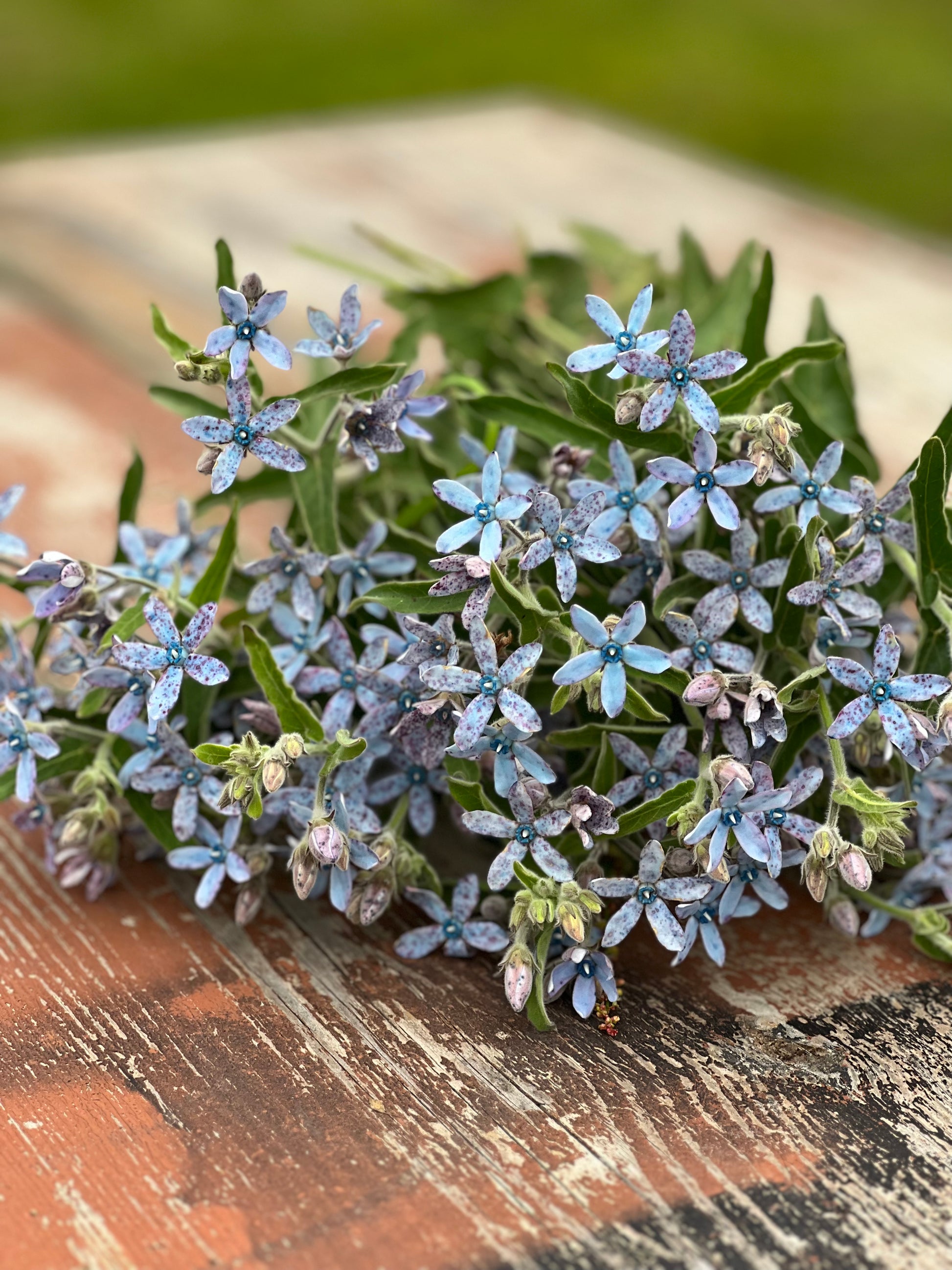 Tweedia coerulea Heavenly Blue