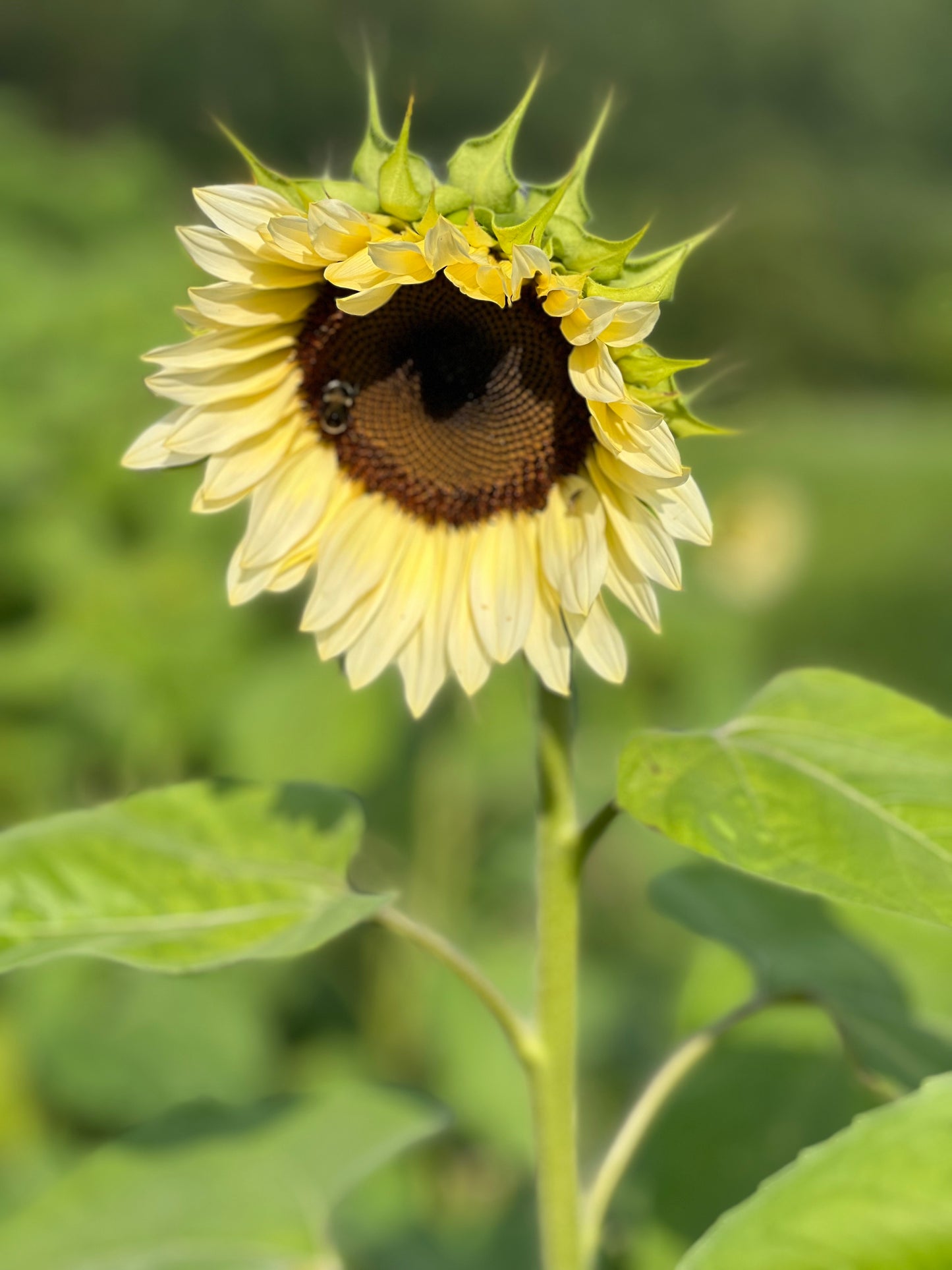 Saulespuķes ProCut® White Nite F1 | Helianthus annuus