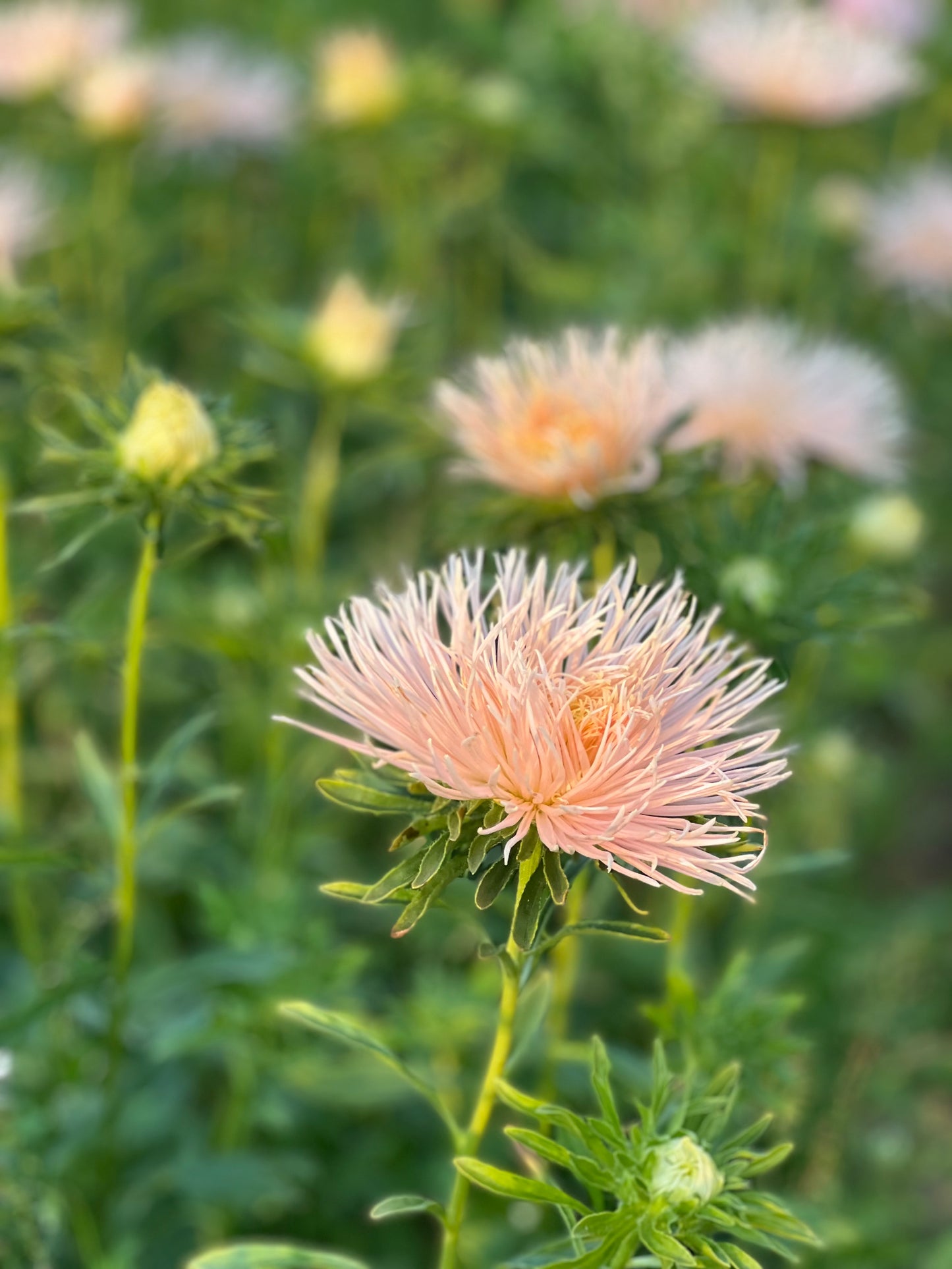 Aster Valkyrie Brünhilde, Chamois.