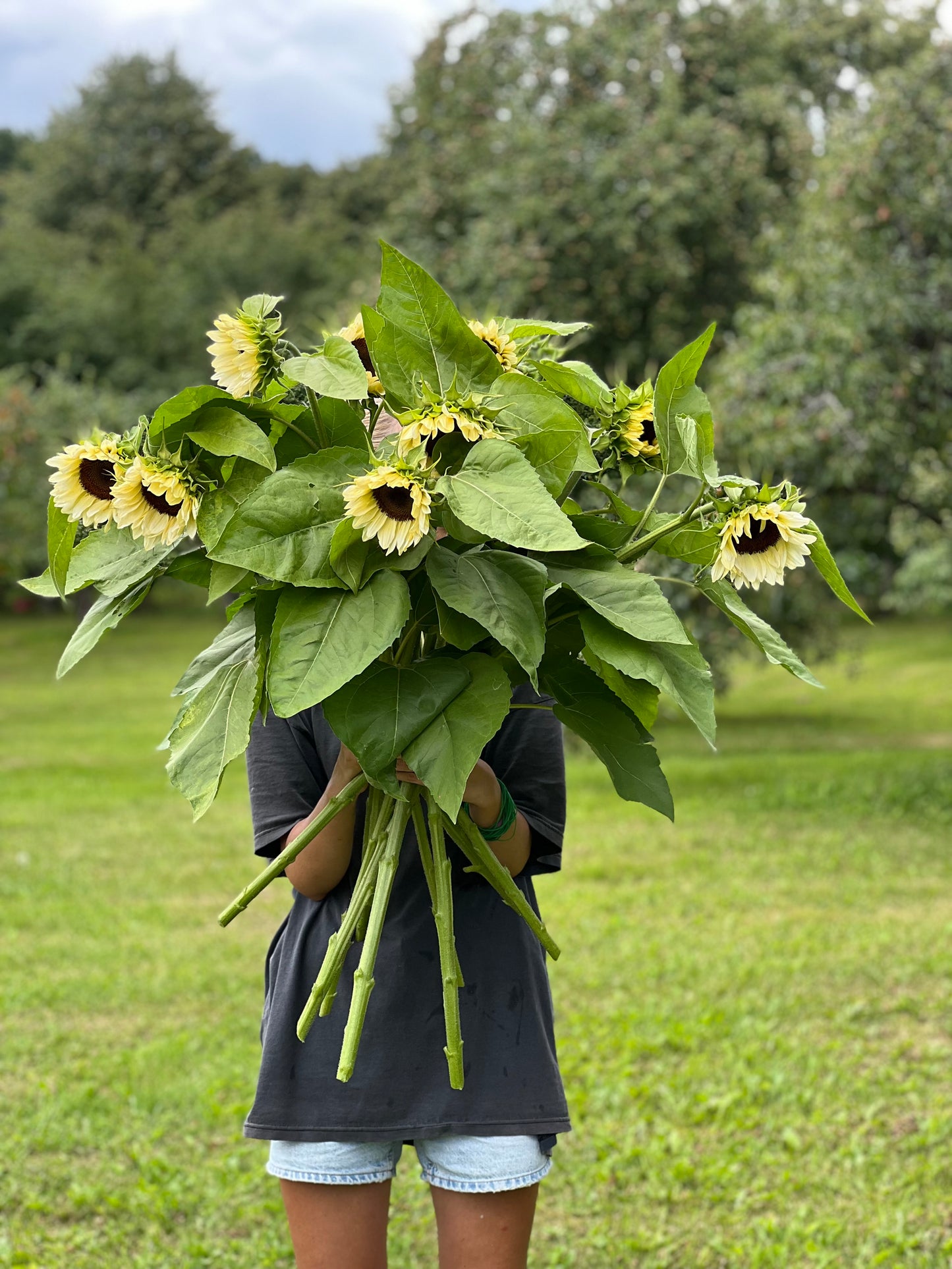 Saulespuķes ProCut® White Nite F1 | Helianthus annuus