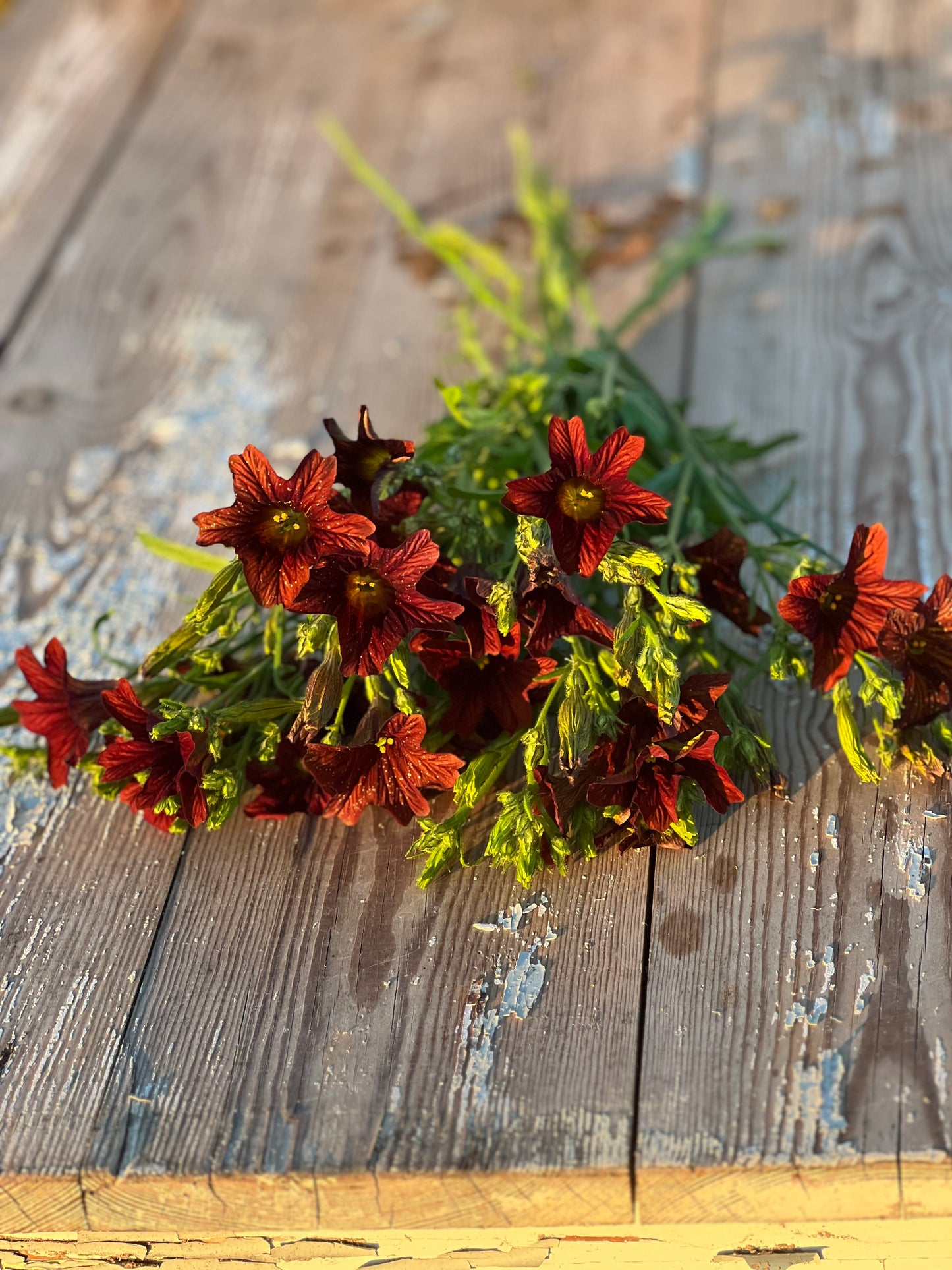 Salpiglossis sinuata Café au Lait