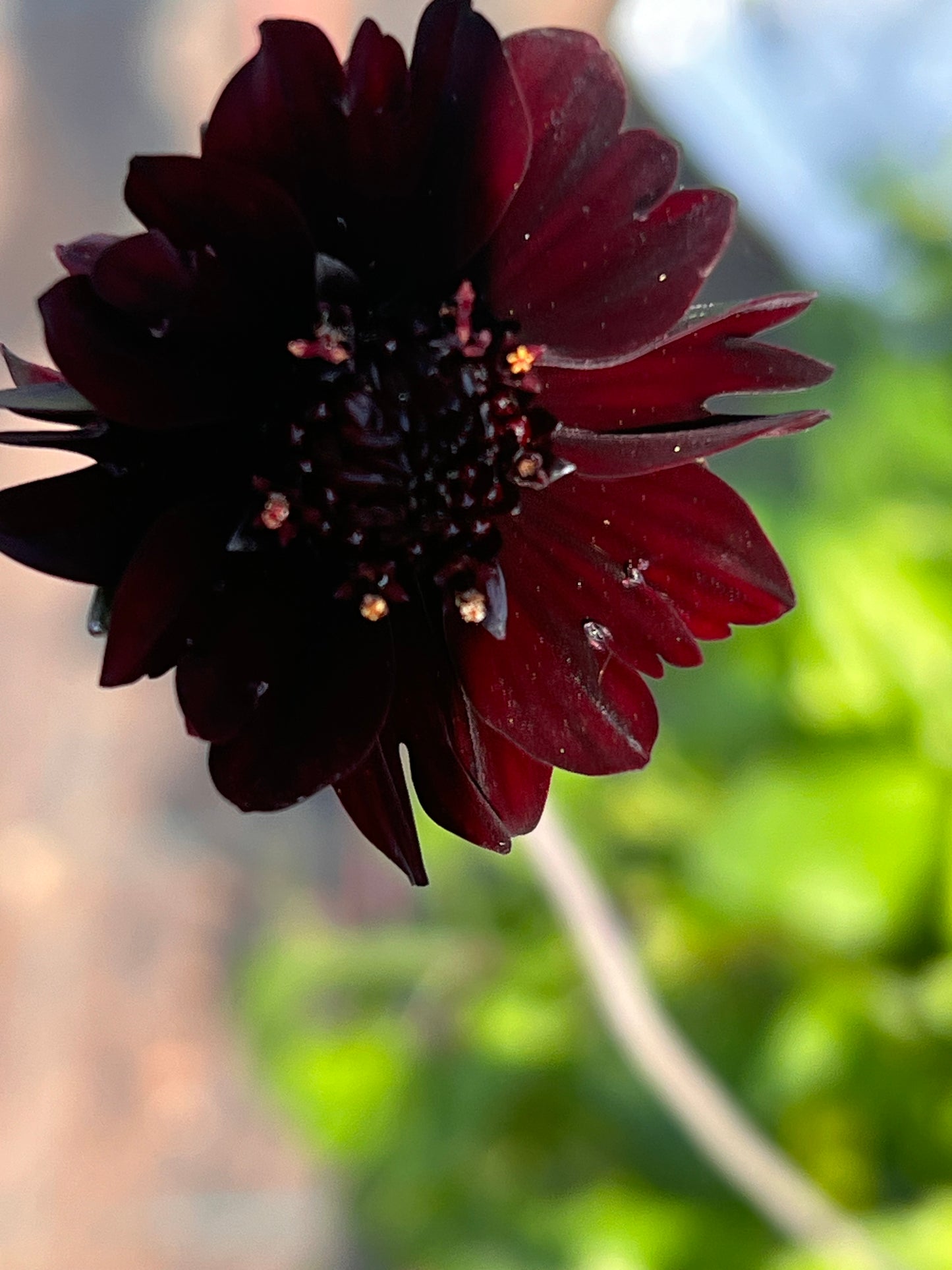 Cosmos atrosanguineus Black Magic