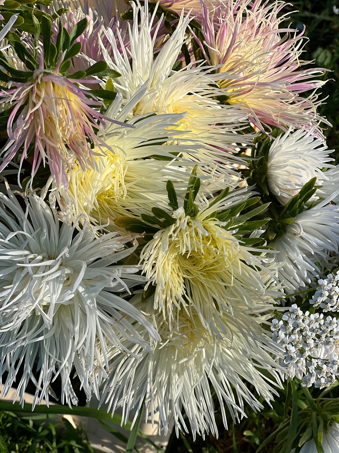 Aster Valkyrie Isolde, white.