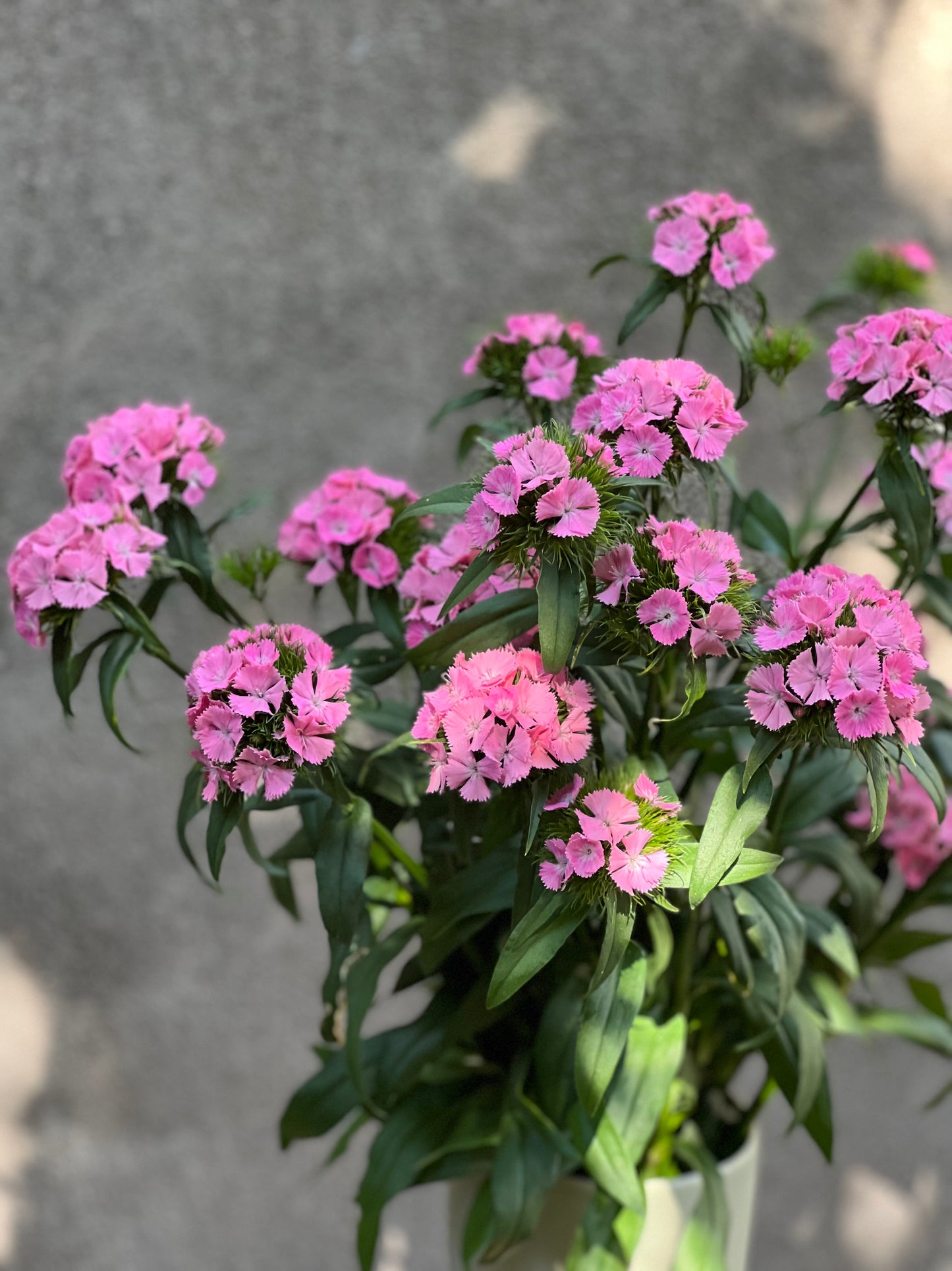 Dianthus barbatus Sweet Pink.