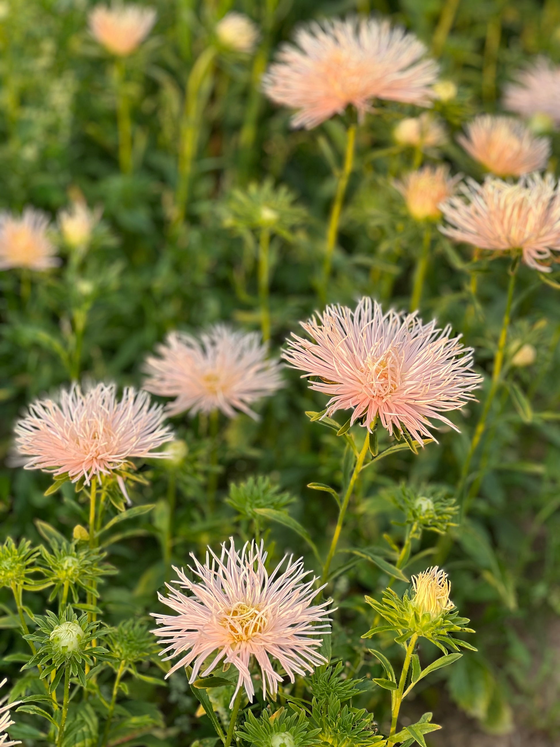 Aster Valkyrie Brünhilde, Chamois.