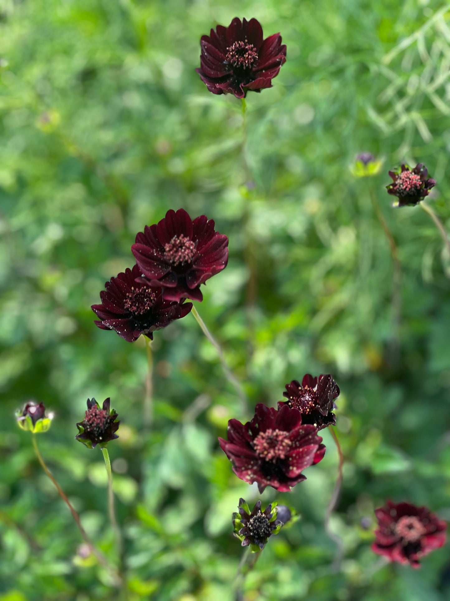 Cosmos atrosanguineus Black Magic