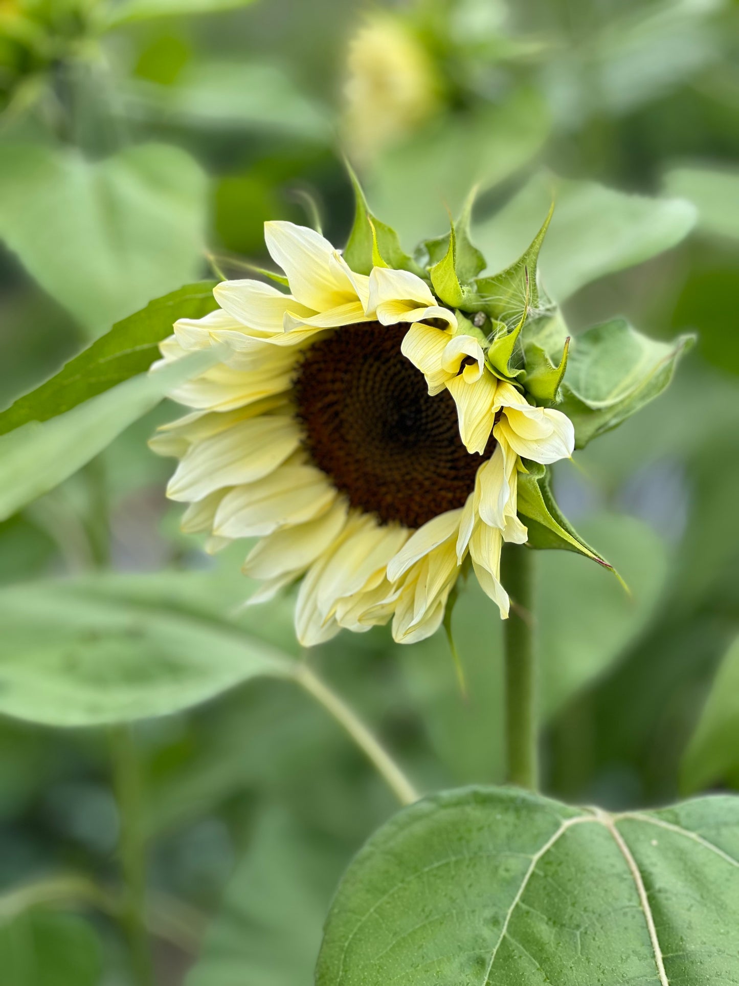 Saulespuķes ProCut® White Nite F1 | Helianthus annuus