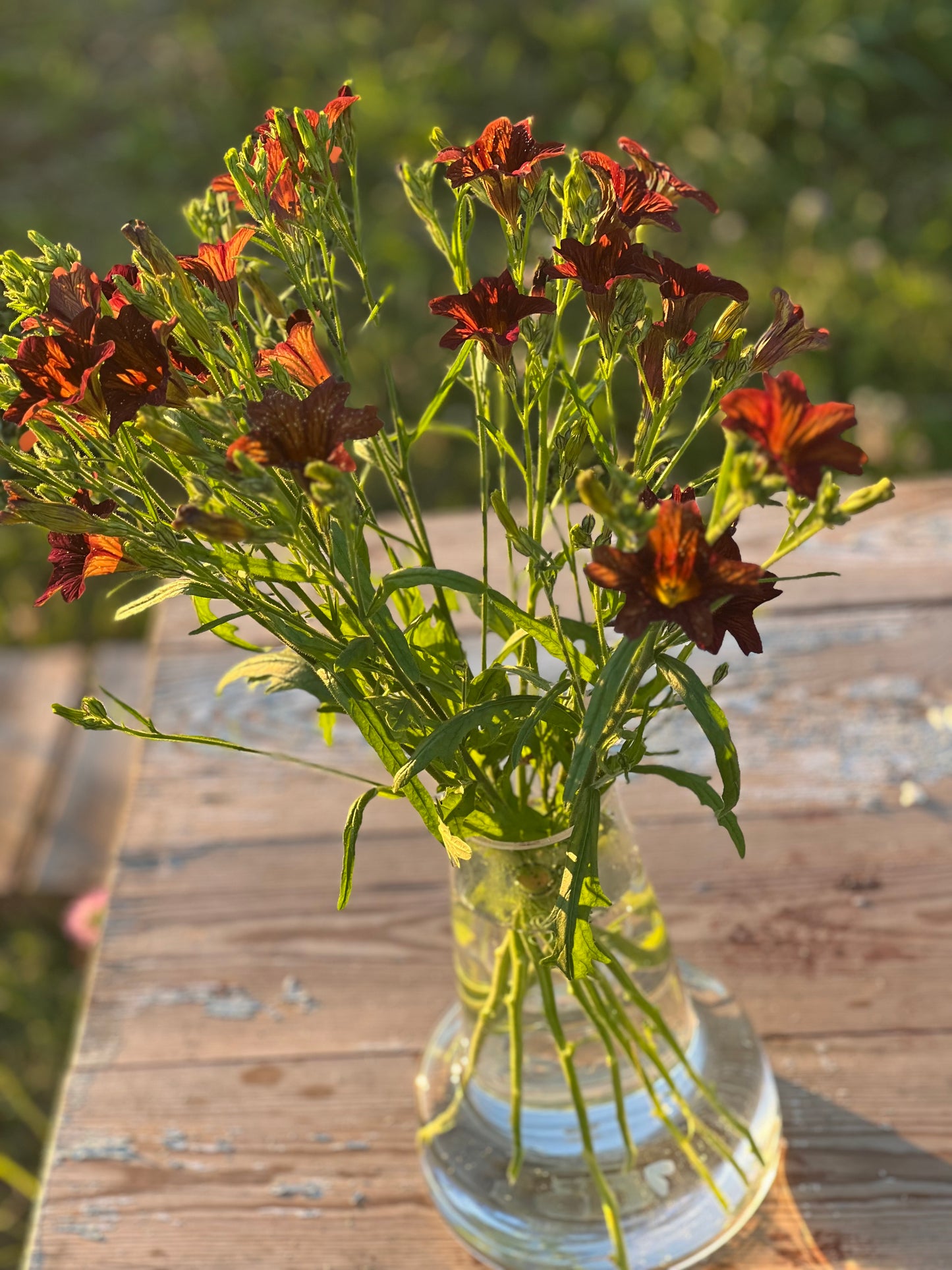 Salpiglossis sinuata Café au Lait