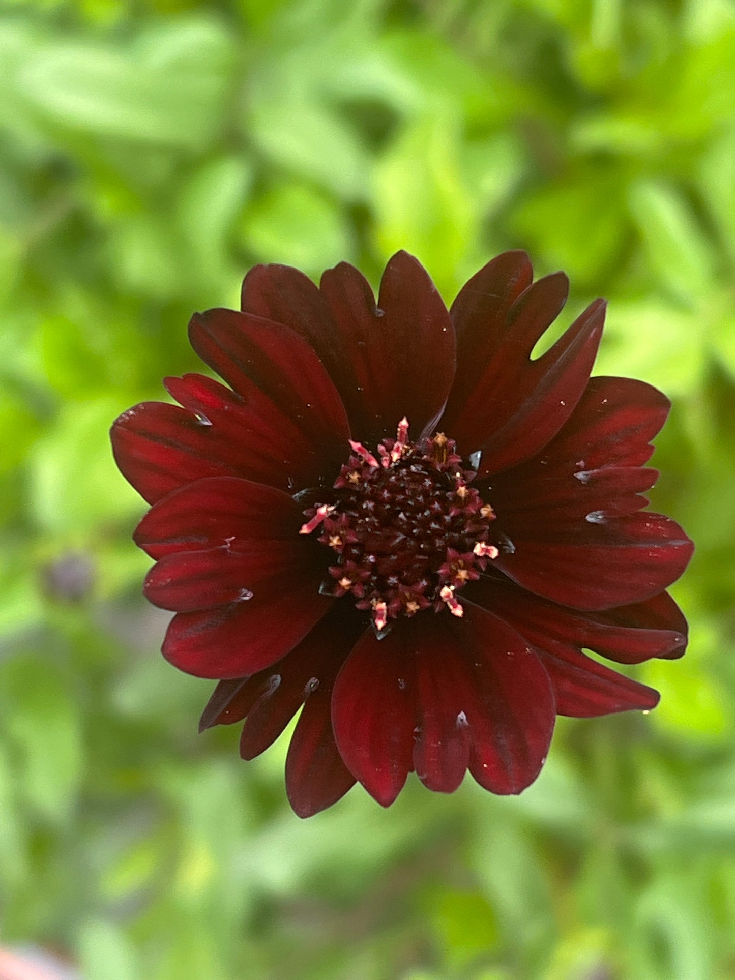 Cosmos atrosanguineus Black Magic