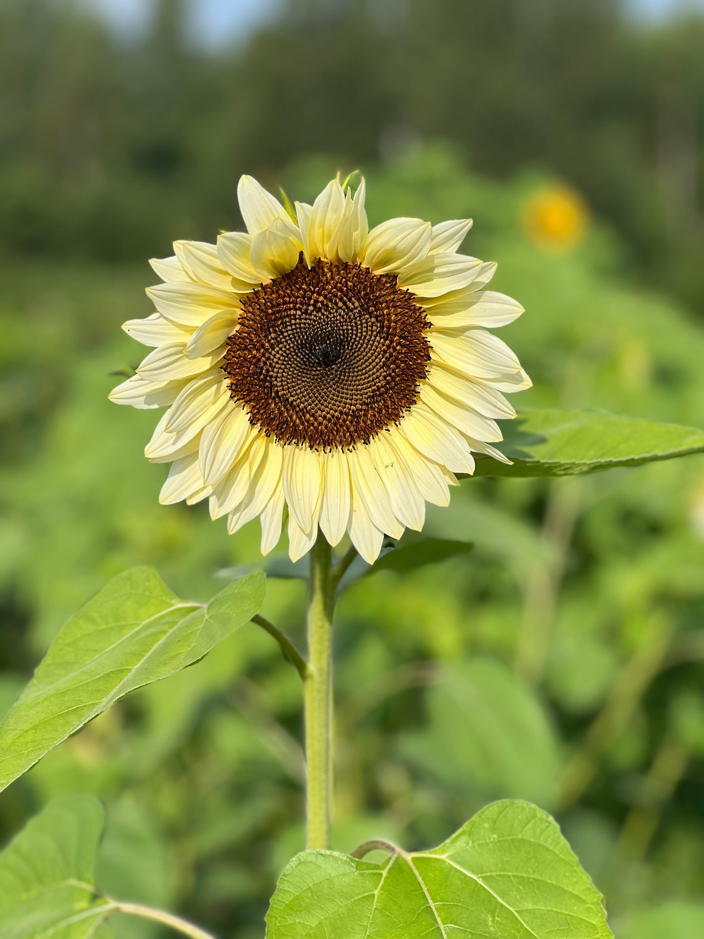 Saulespuķes ProCut® White Nite F1 | Helianthus annuus