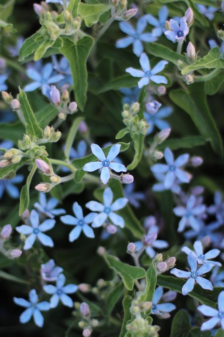 Tweedia coerulea Heavenly Blue