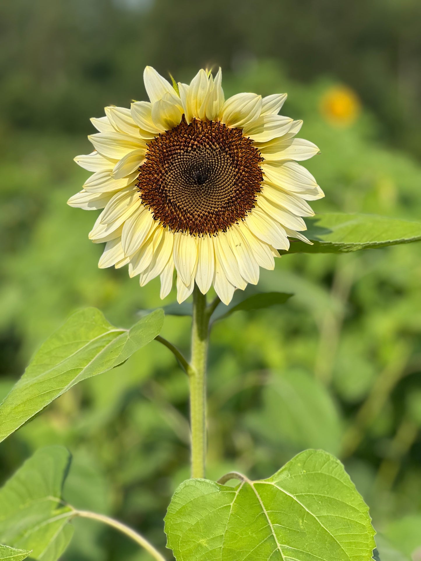 Saulespuķes ProCut® White Nite F1 | Helianthus annuus