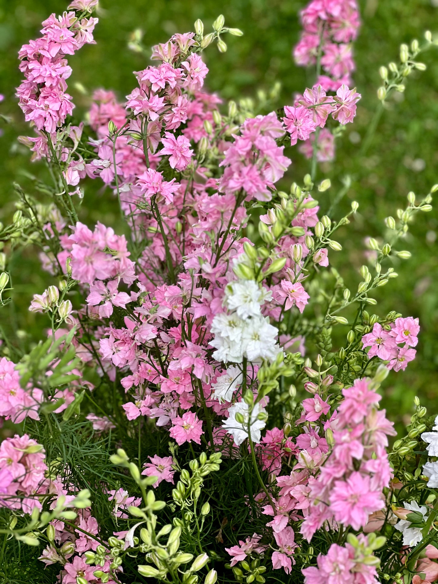 Vasaras delfinijas QIS® Light Pink | Delphinium consolida