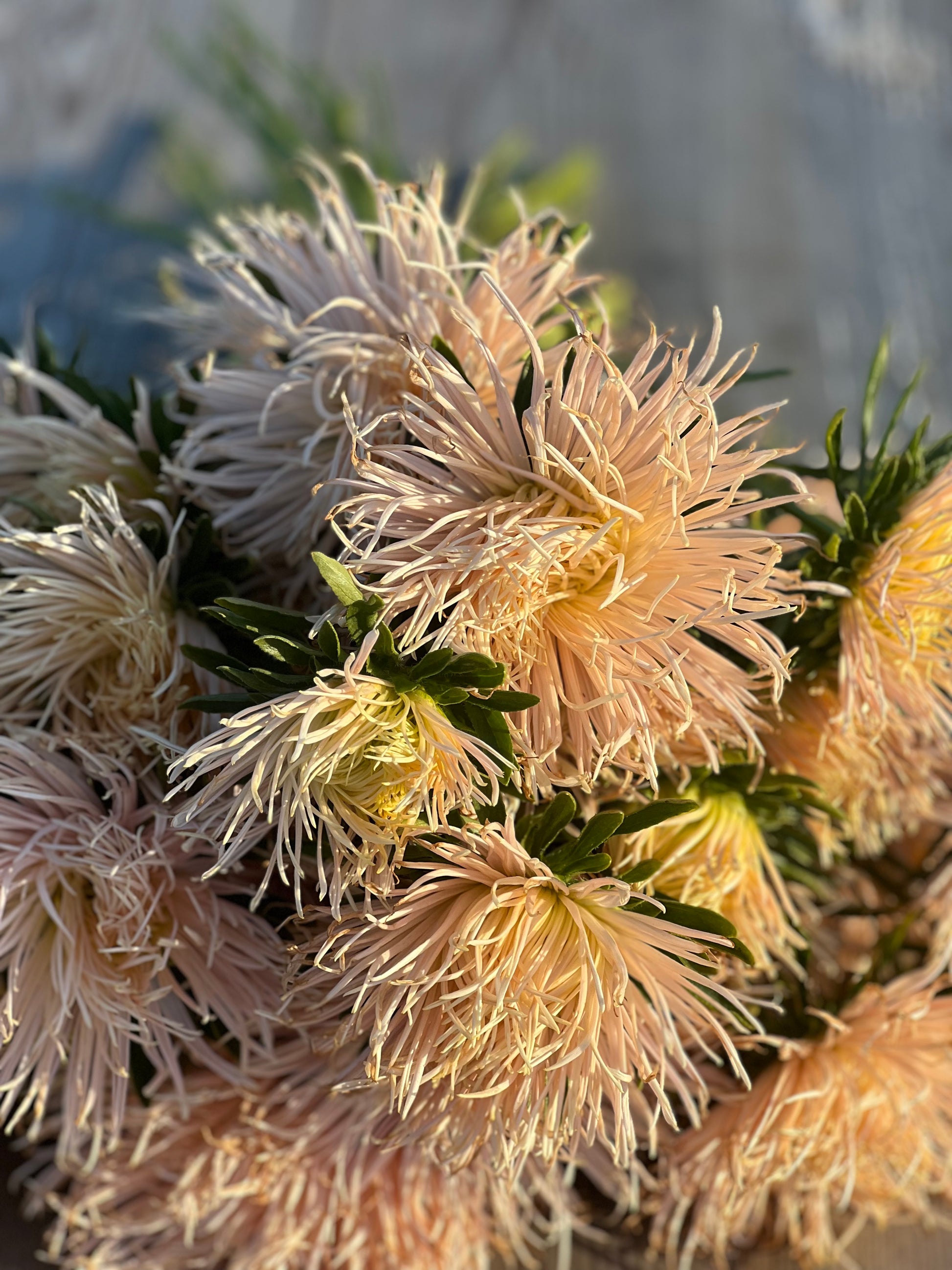 Aster Valkyrie Brünhilde, Chamois.