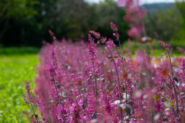 Agastache cana Zuni | Hummingbird Mint therapyofflowers.com