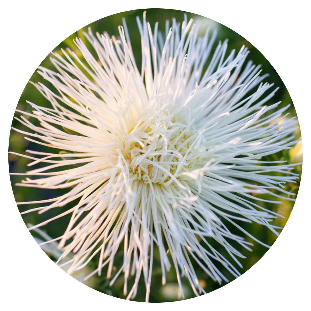 Aster Valkyrie Isolde, white.