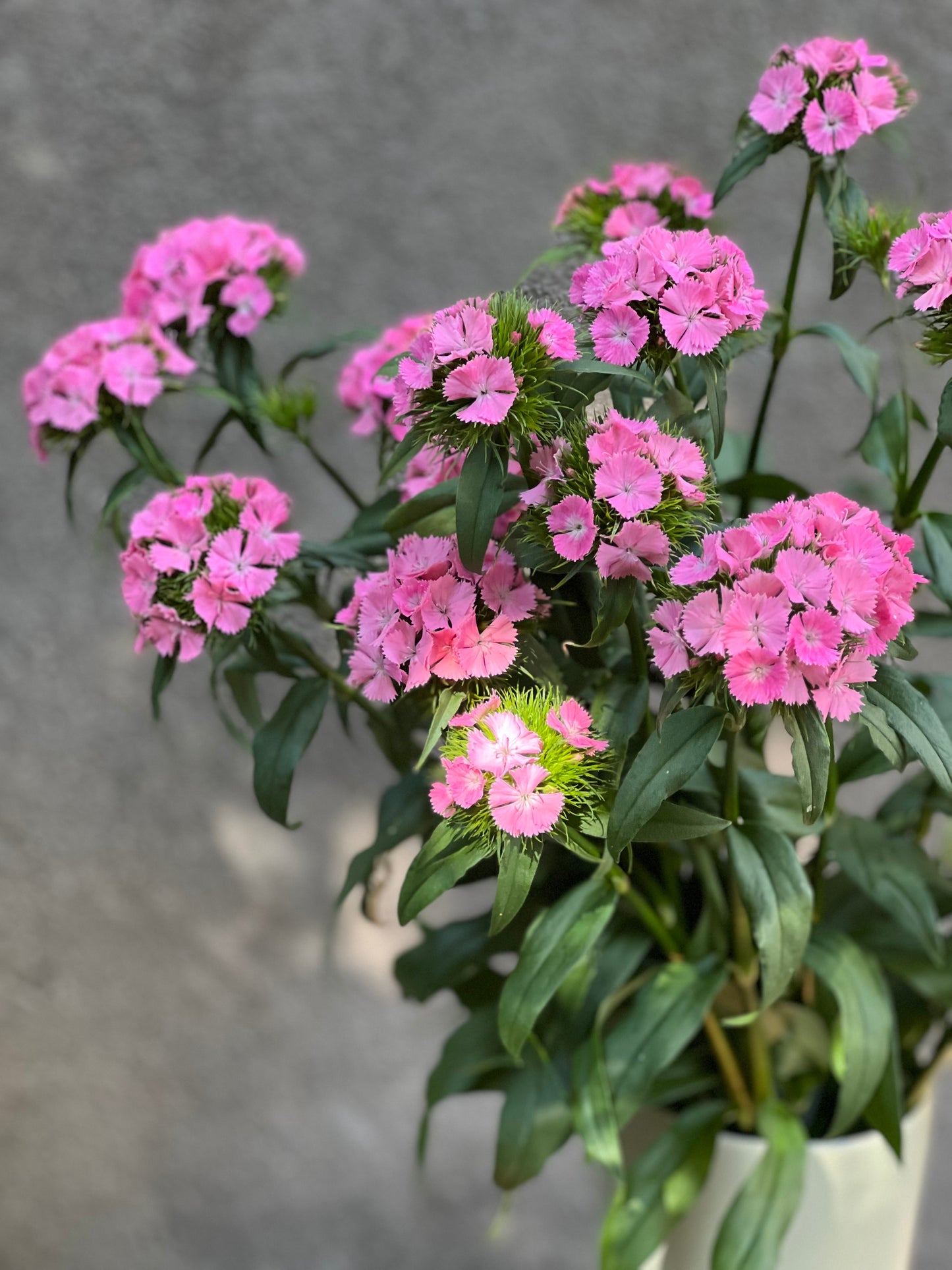 Dianthus barbatus Sweet Pink.