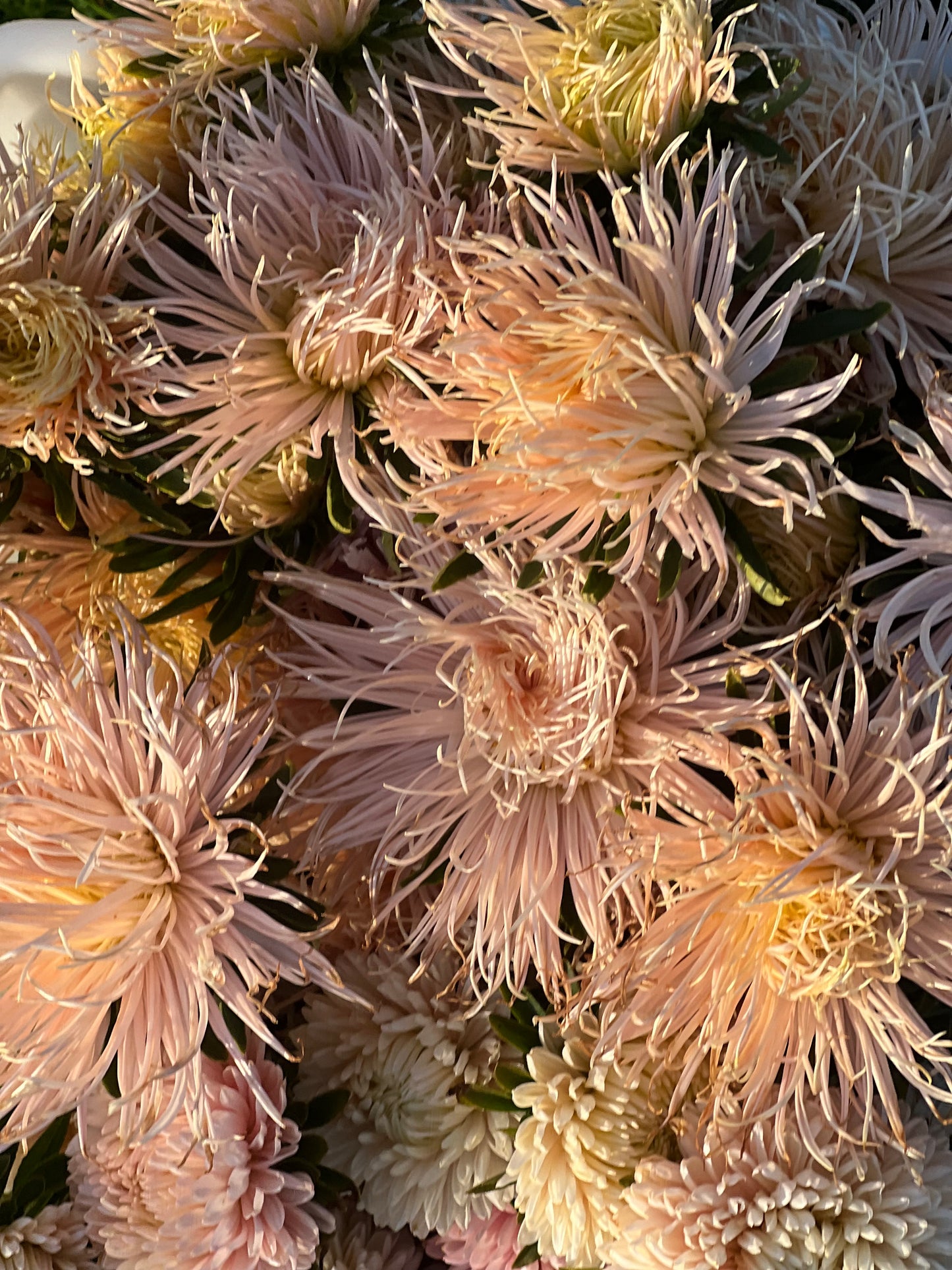 Aster Valkyrie Brünhilde, Chamois.