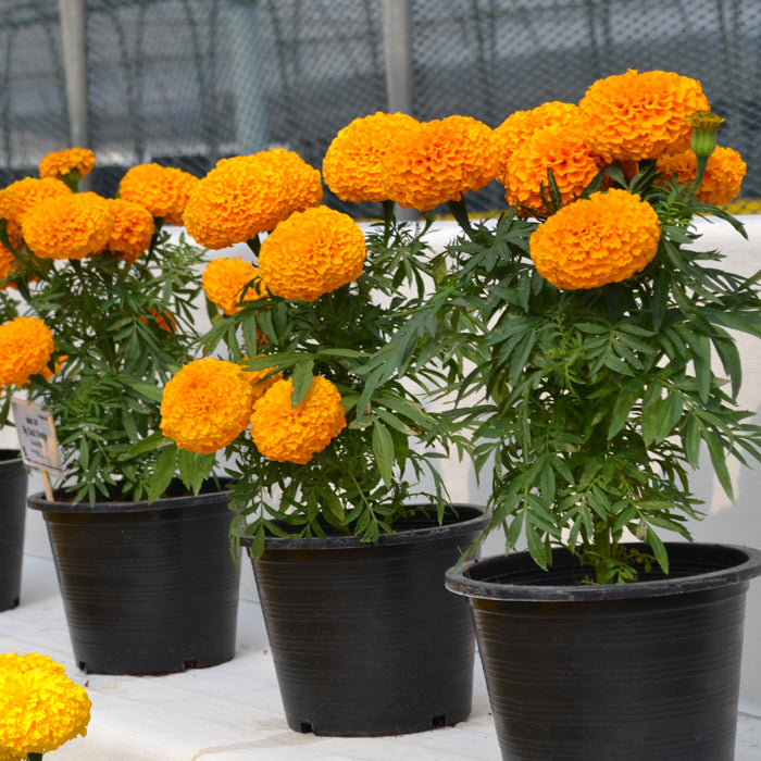 Tagetes erecta | Marigold Big Duck® Orange