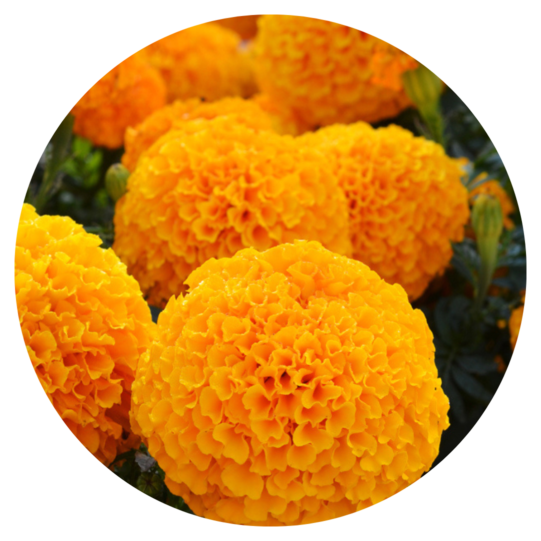 Tagetes erecta | Marigold Big Duck® Orange