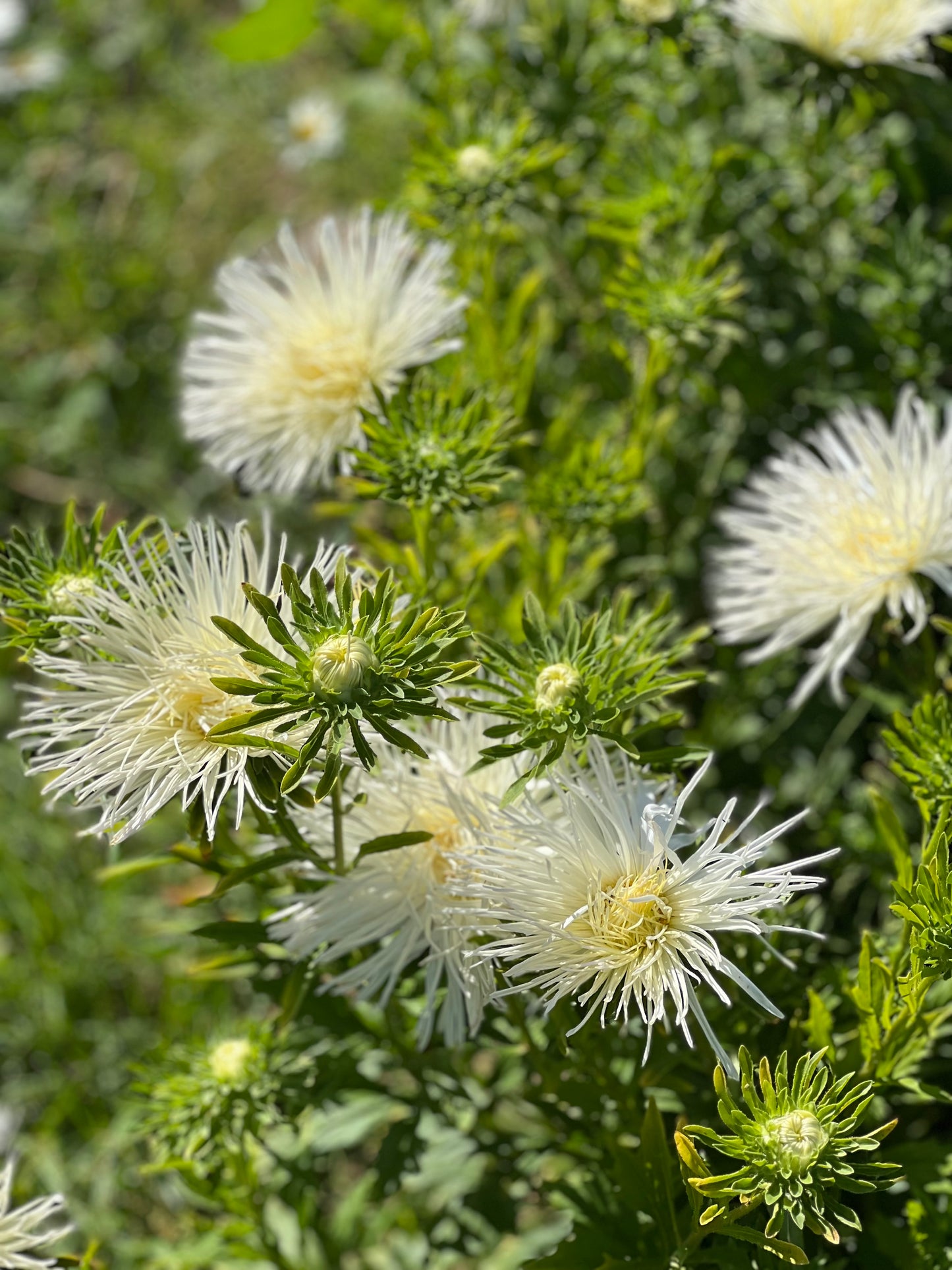 Aster Valkyrie Isolde, white.