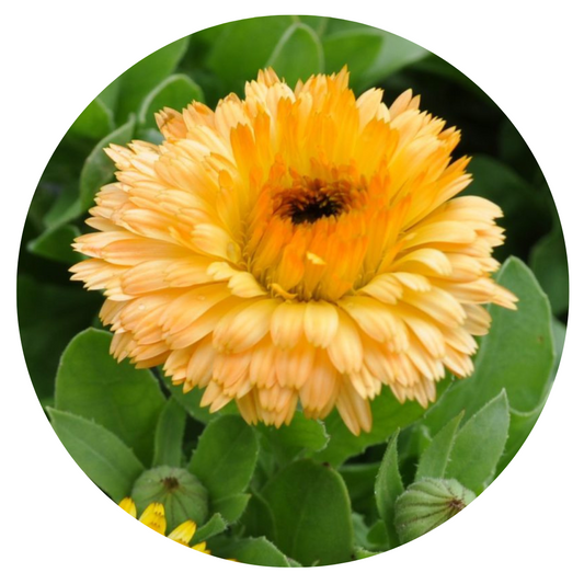 Calendula officinalis Bon Bon Apricot | Pot Marigold therapyofflowers.com