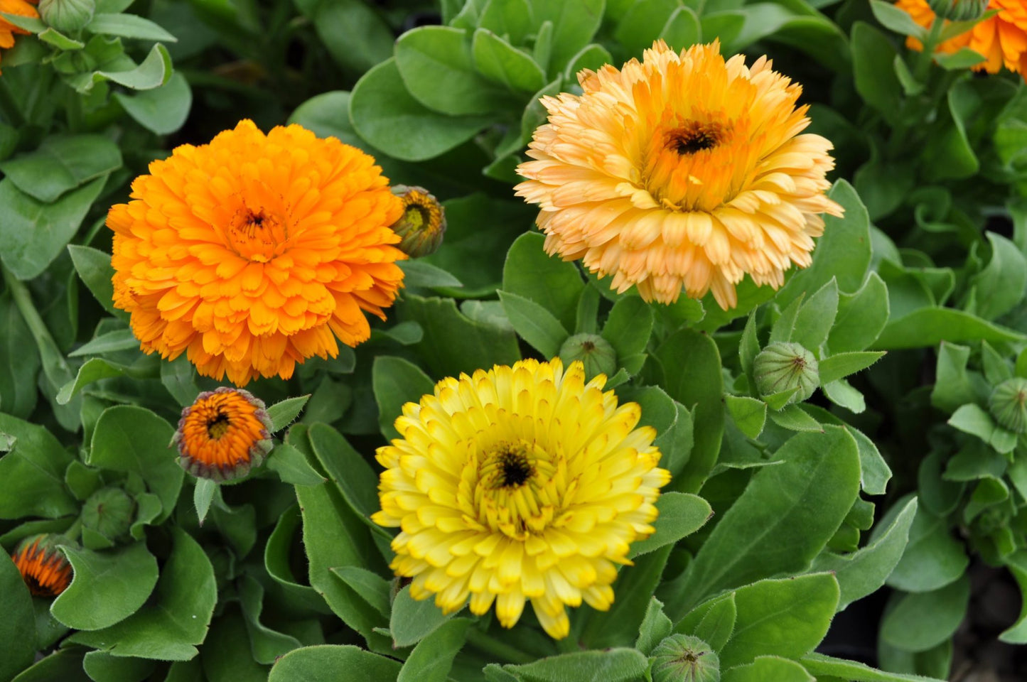 Calendula officinalis Bon Bon Orange therapyofflowers.com