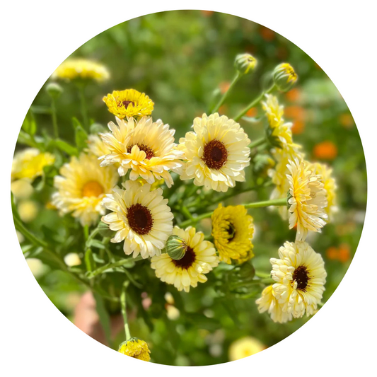 Calendula officinalis Ivory Princess