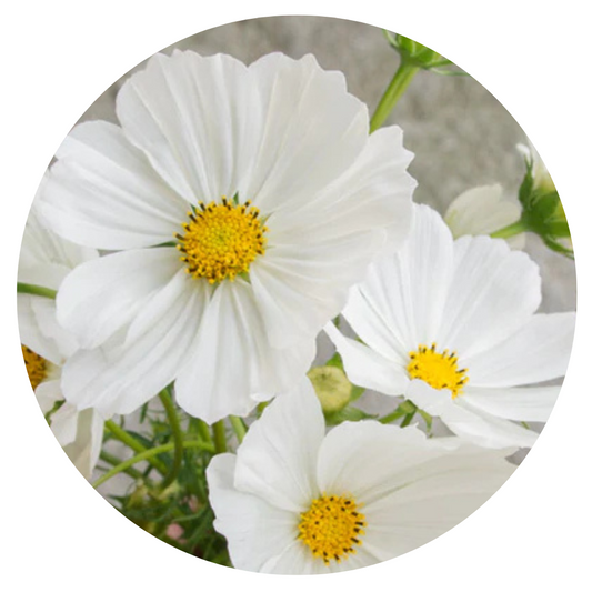 Cosmos bipinnatus Versailles White | Cut flower Cosmos therapyofflowers.com