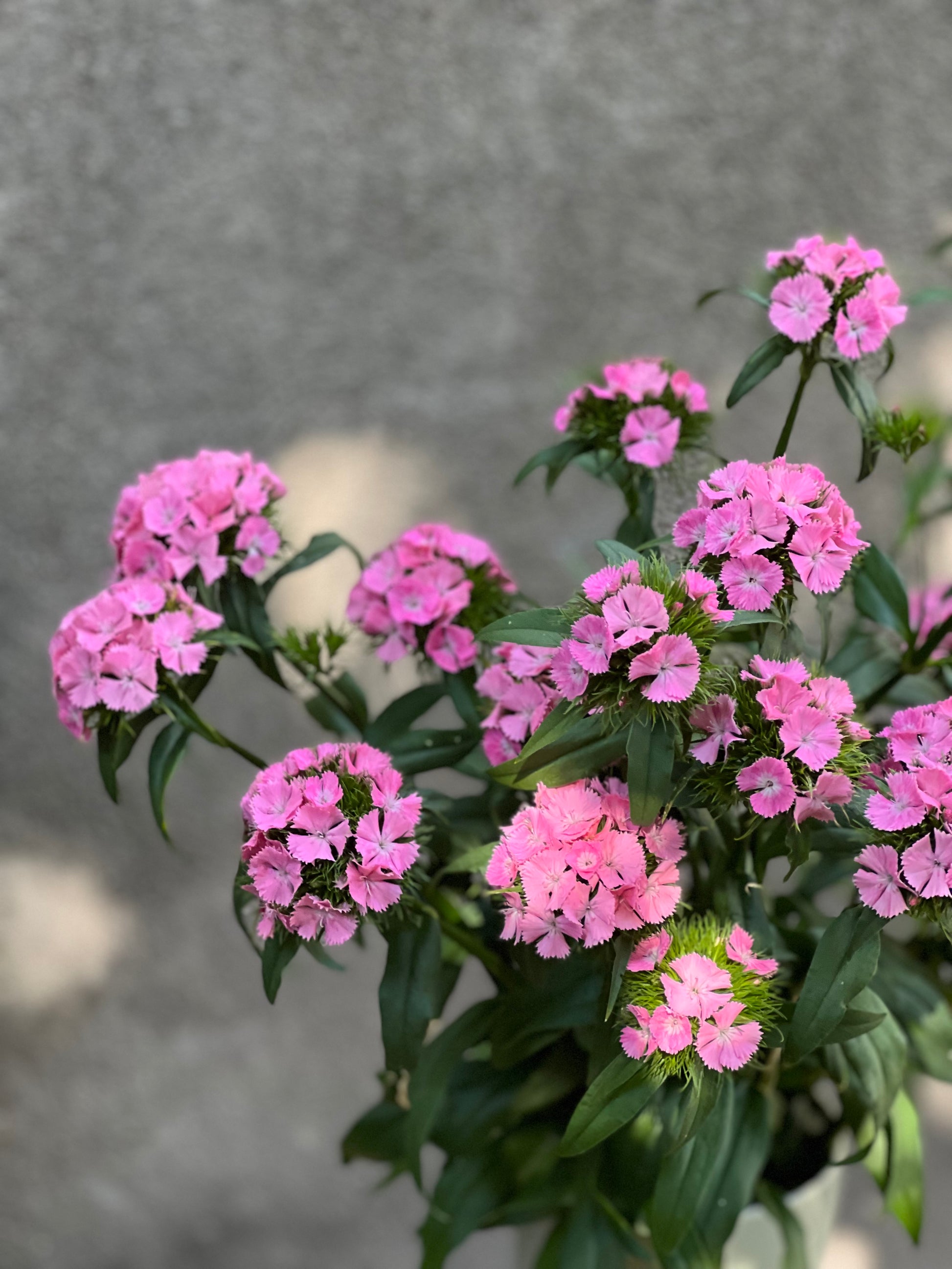 Dianthus barbatus Sweet Pink.