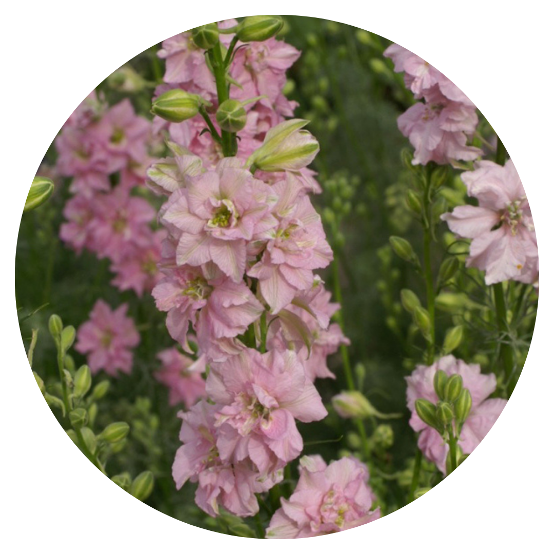 Vasaras delfinijas QIS® Light Pink | Delphinium consolida