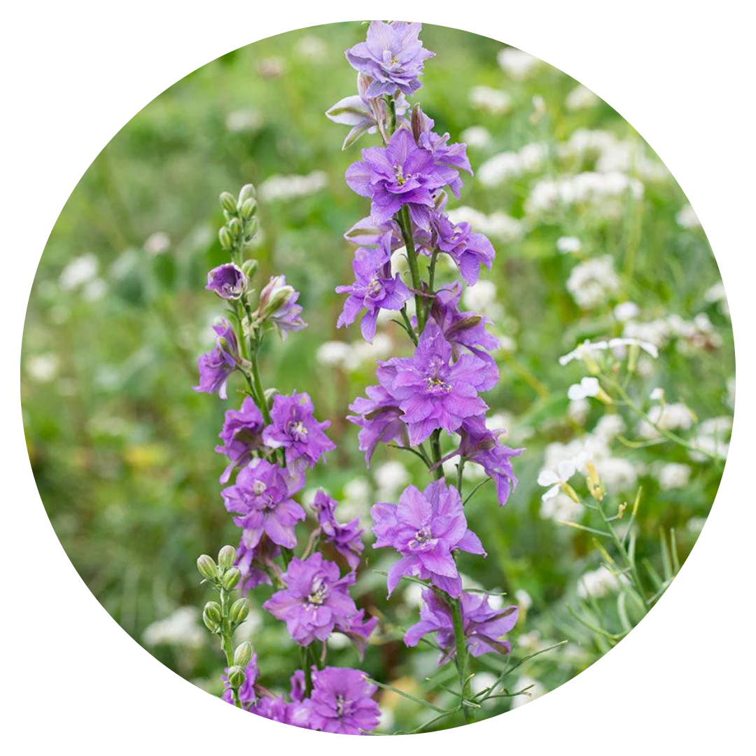 Vasaras delfīnijas QIS® Lilac | Delphinium consolida