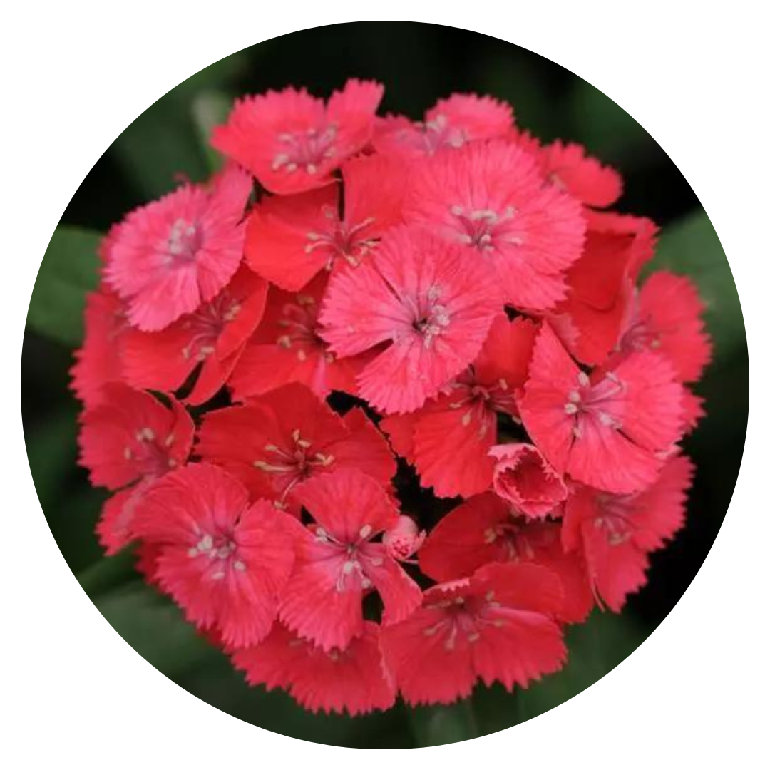 Dianthus barbatus Sweet Coral.