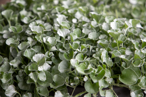 Dichondra argentea Silver Surfer™ | Silver ponysfoot therapyofflowers.com