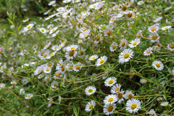 Erigeron karvinskianus Profusion | Mexican Fleabane therapyofflowers.com