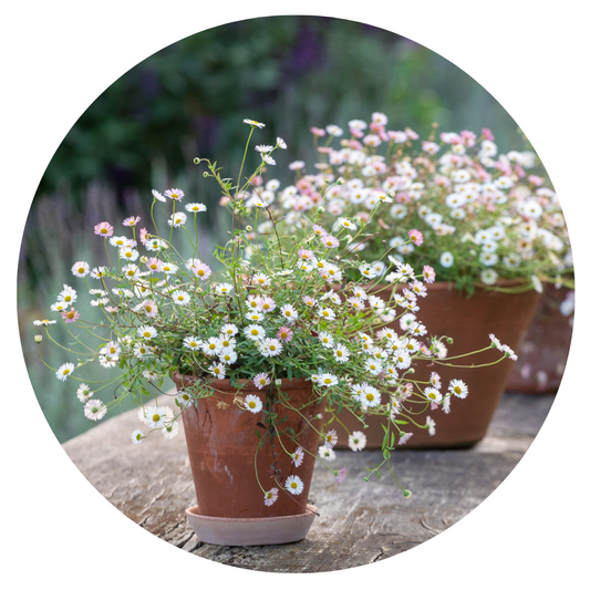 Erigeron karvinskianus Profusion | Mexican Fleabane therapyofflowers.com