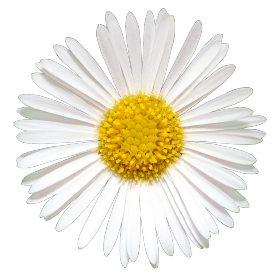 Erigeron karvinskianus Profusion | Mexican Fleabane therapyofflowers.com