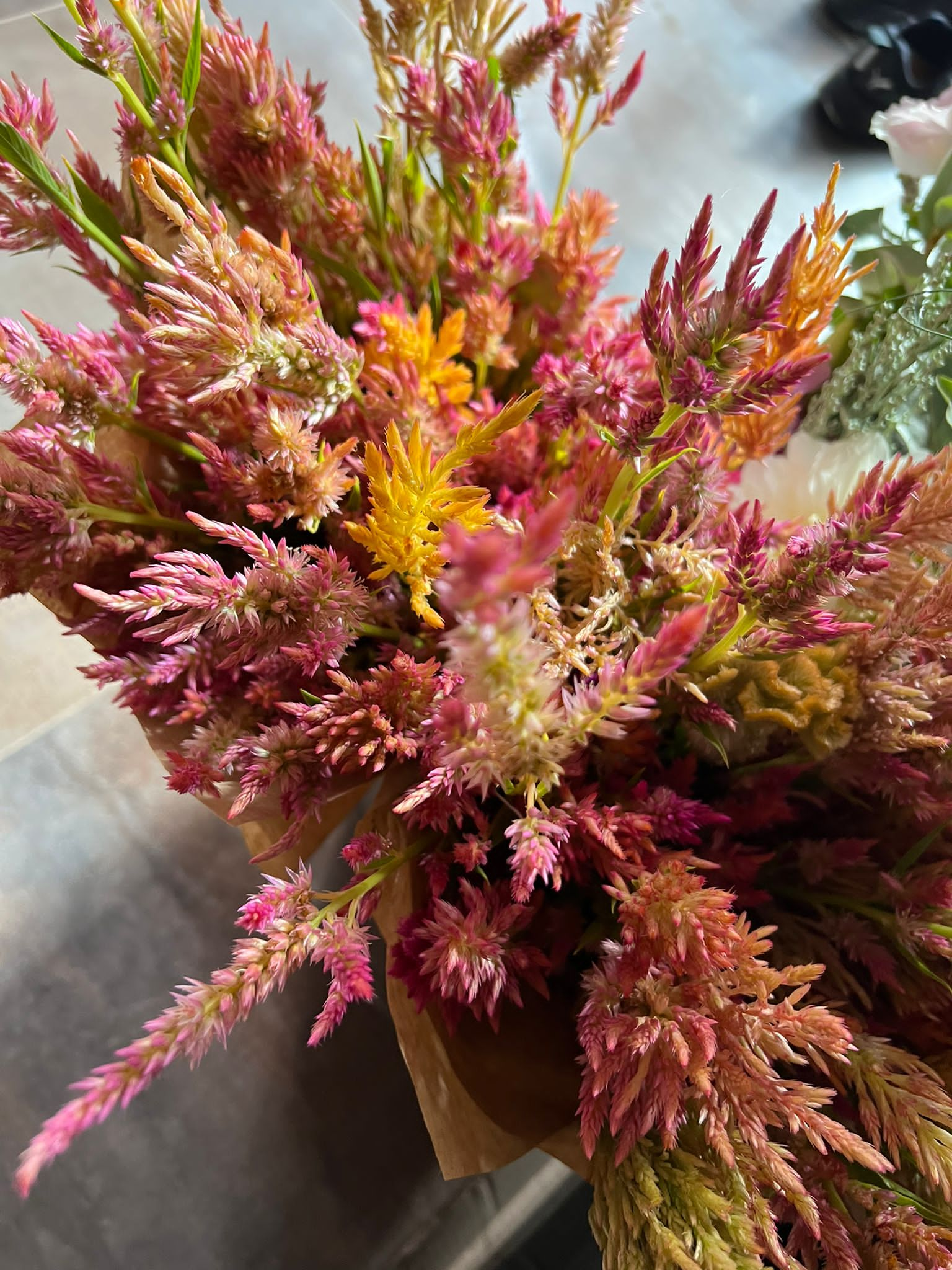 Celosia spicata Celway Orange.