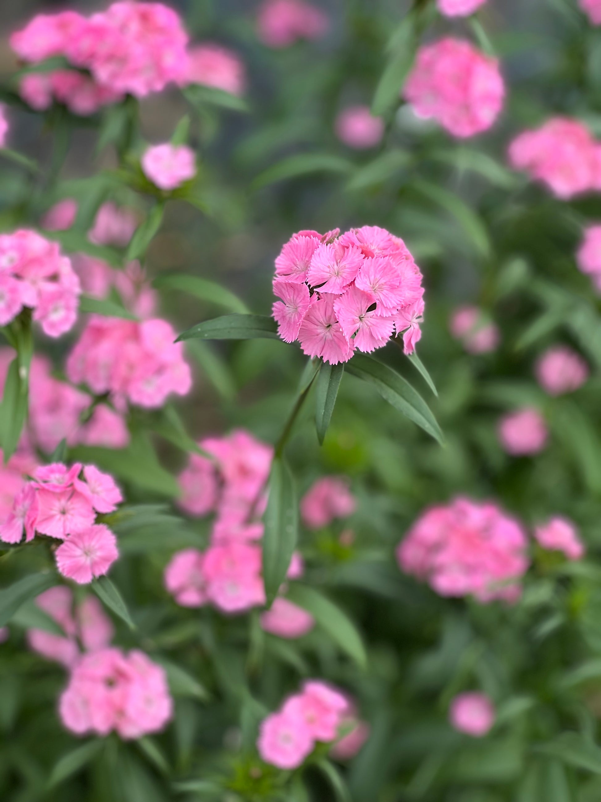 Dianthus barbatus Sweet Pink.