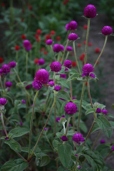 Gomphrena Globosa Ping Pong Purple