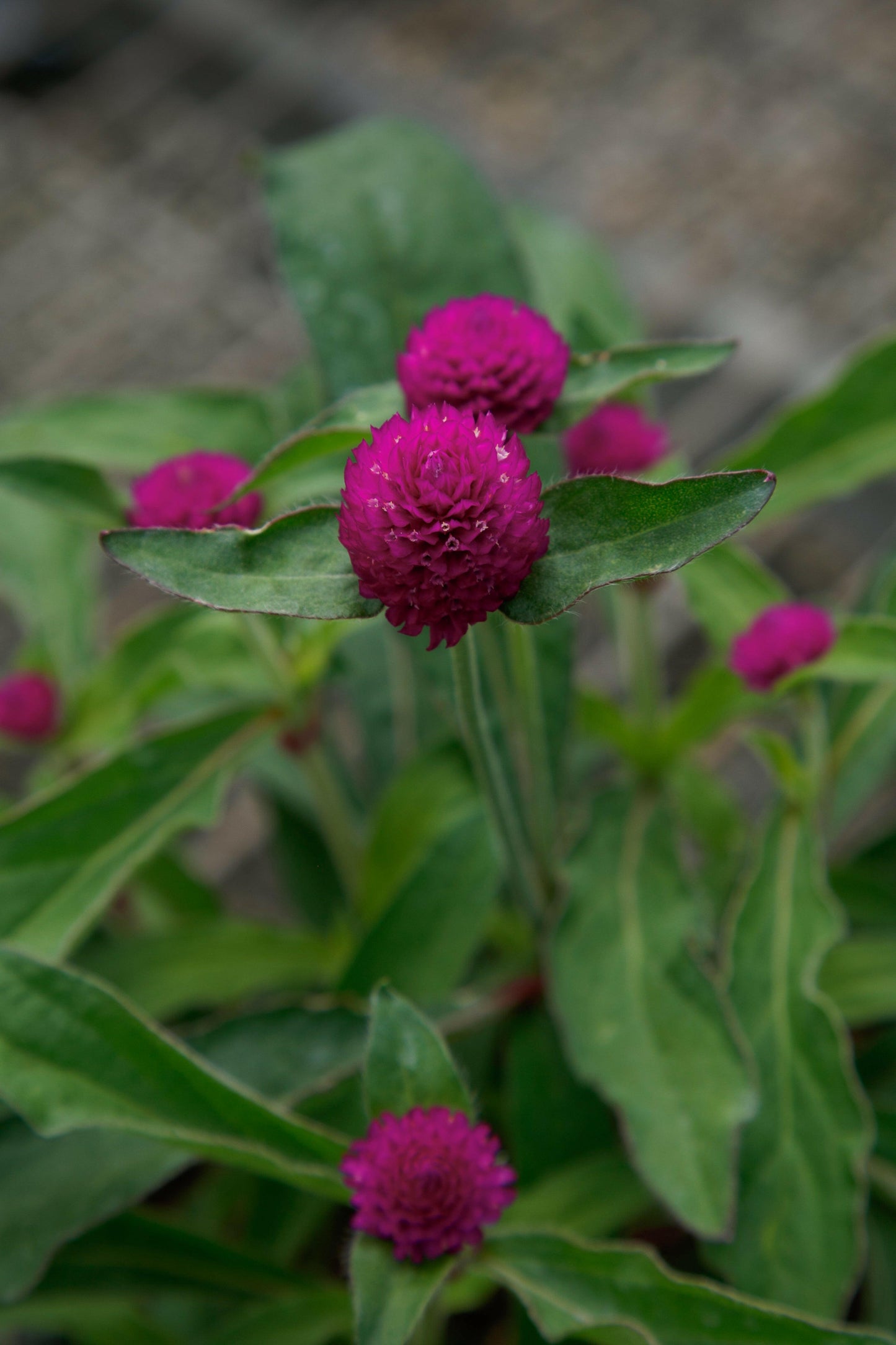 Gomphrena Globosa Ping Pong Purple